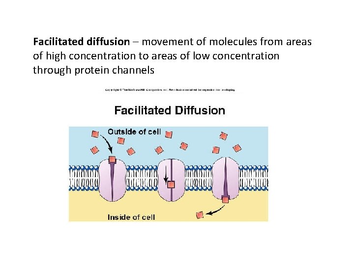 Facilitated diffusion – movement of molecules from areas of high concentration to areas of