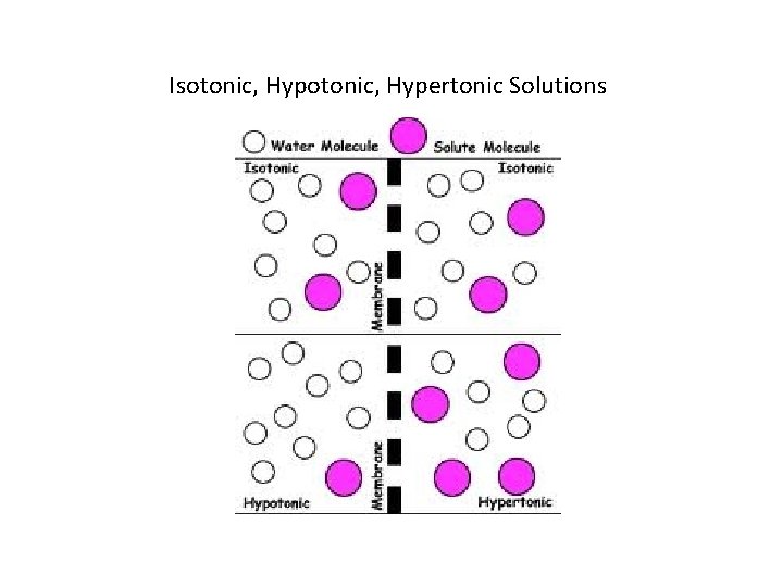 Isotonic, Hypertonic Solutions 