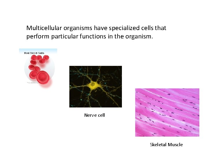 Multicellular organisms have specialized cells that perform particular functions in the organism. Nerve cell