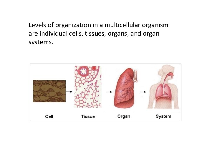 Levels of organization in a multicellular organism are individual cells, tissues, organs, and organ