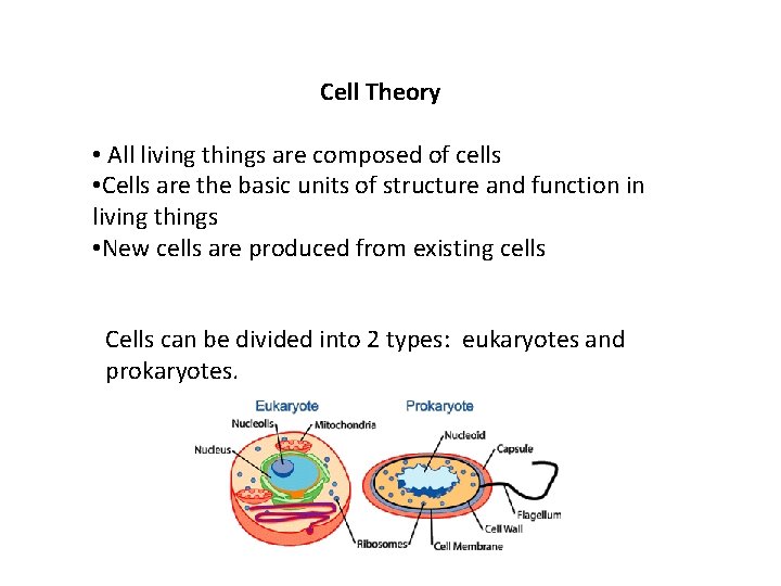 Cell Theory • All living things are composed of cells • Cells are the