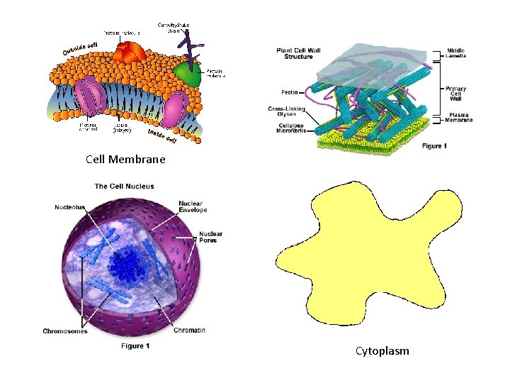 Cell Membrane Cytoplasm 