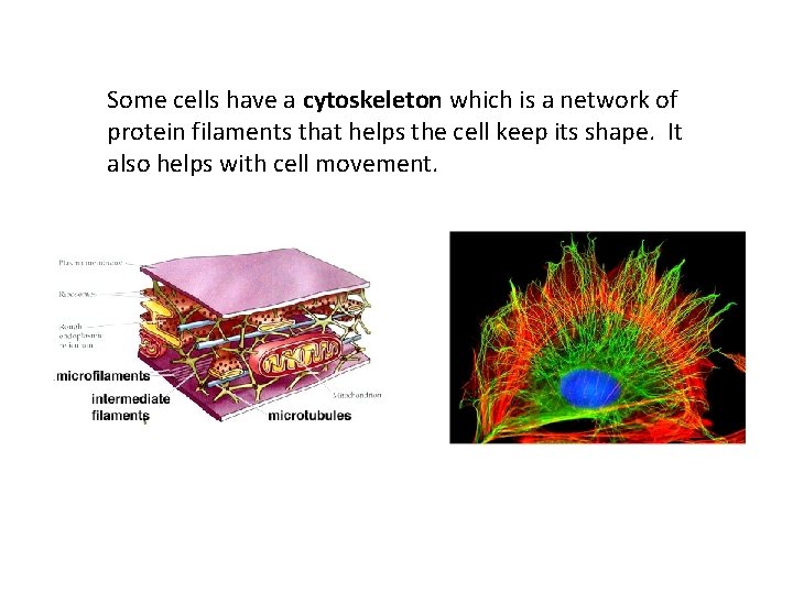 Some cells have a cytoskeleton which is a network of protein filaments that helps