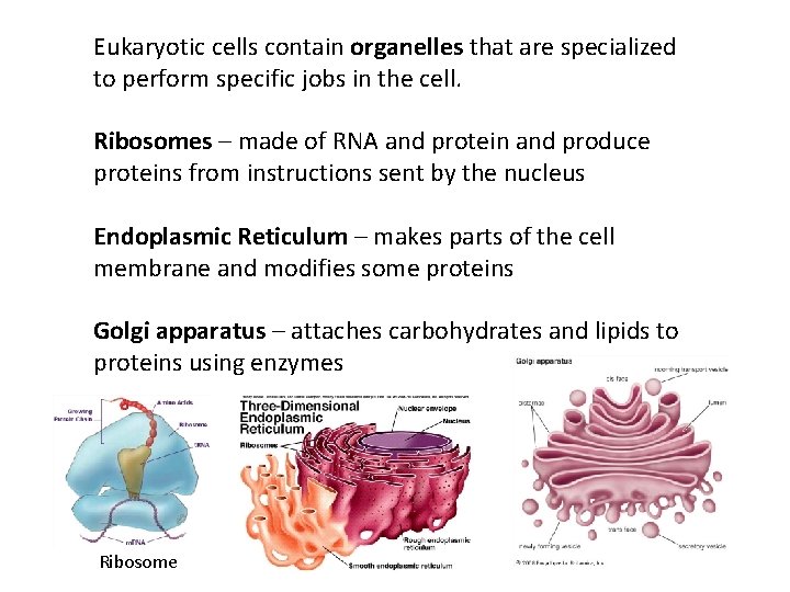 Eukaryotic cells contain organelles that are specialized to perform specific jobs in the cell.