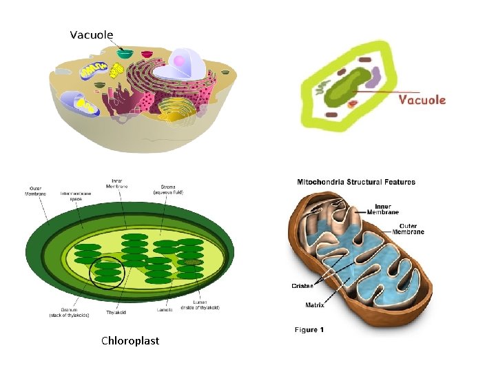 Chloroplast 