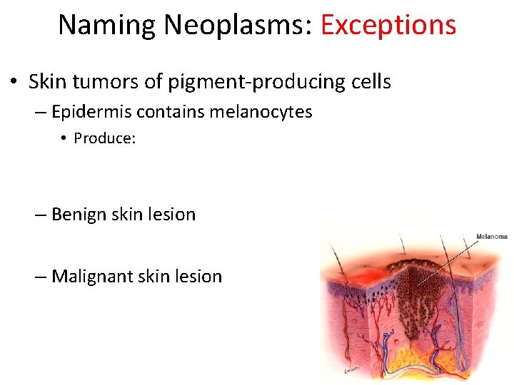 Naming Neoplasms: Exceptions • Skin tumors of pigment-producing cells – Epidermis contains melanocytes •