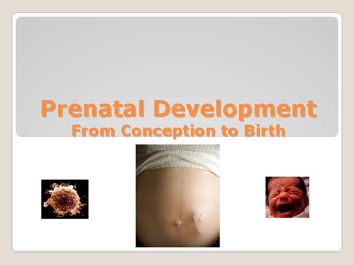 Prenatal Development From Conception to Birth 