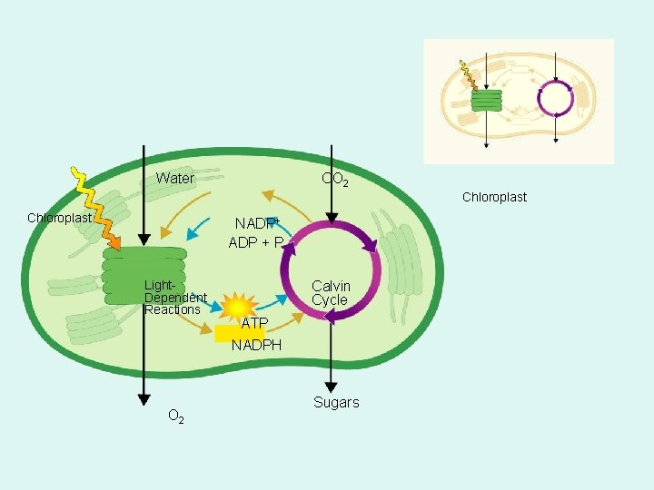 Figure 8 -7 Photosynthesis: An Overview Section 8 -3 Water CO 2 Chloroplast NADP+