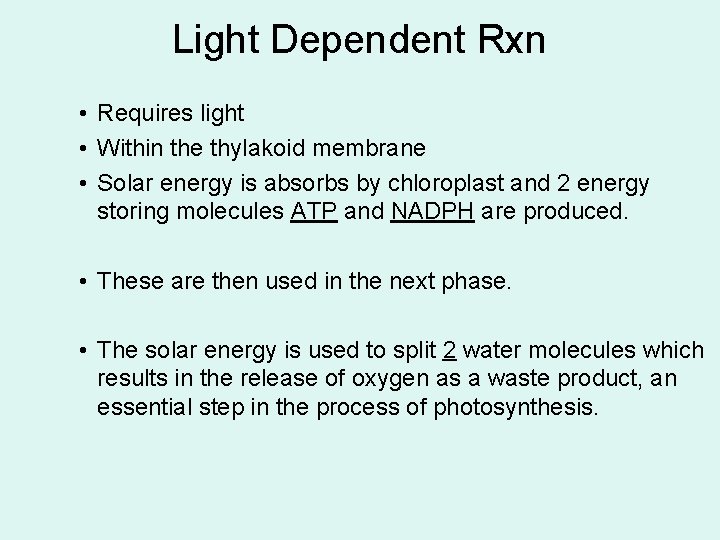 Light Dependent Rxn • Requires light • Within the thylakoid membrane • Solar energy