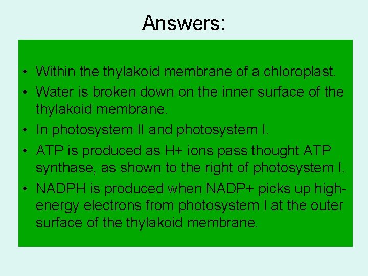 Answers: • Within the thylakoid membrane of a chloroplast. • Water is broken down