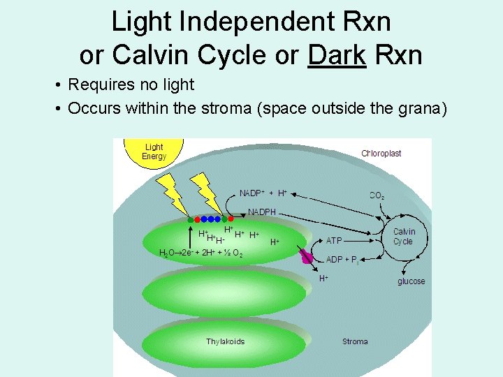 Light Independent Rxn or Calvin Cycle or Dark Rxn • Requires no light •
