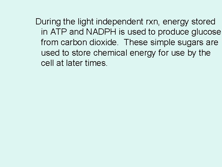 During the light independent rxn, energy stored in ATP and NADPH is used to