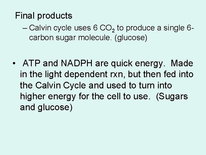 Final products – Calvin cycle uses 6 CO 2 to produce a single 6