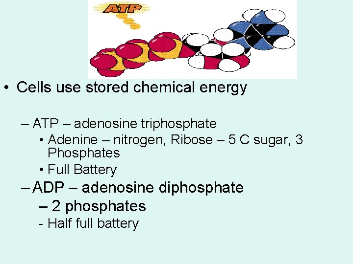  • Cells use stored chemical energy – ATP – adenosine triphosphate • Adenine