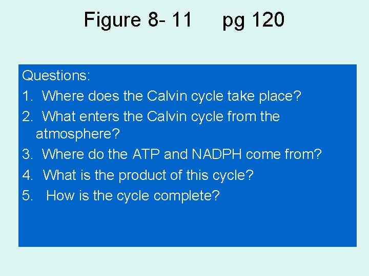 Figure 8 - 11 pg 120 Questions: 1. Where does the Calvin cycle take