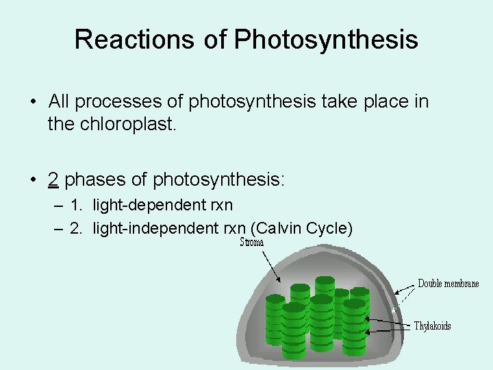 Reactions of Photosynthesis • All processes of photosynthesis take place in the chloroplast. •
