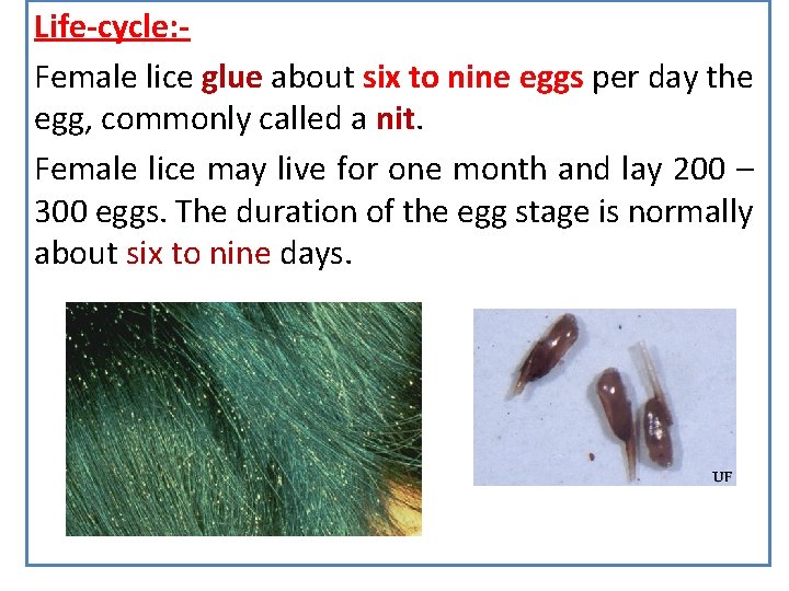 Life-cycle: Female lice glue about six to nine eggs per day the egg, commonly