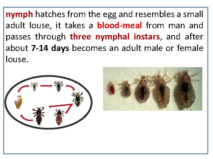 nymph hatches from the egg and resembles a small adult louse, it takes a