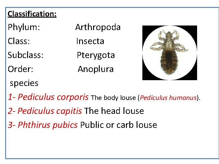Classification: Phylum: Arthropoda Class: Insecta Subclass: Pterygota Order: Anoplura species 1 - Pediculus corporis