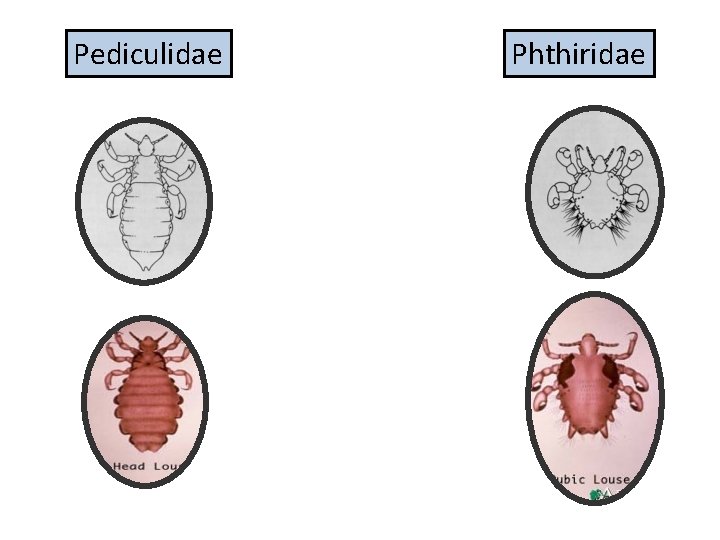 Pediculidae Phthiridae 