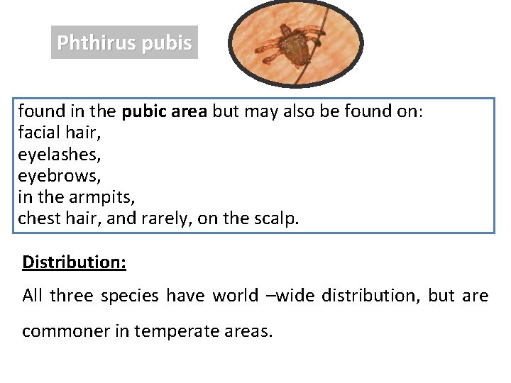 Phthirus pubis found in the pubic area but may also be found on: facial