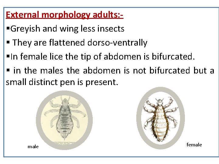 External morphology adults: §Greyish and wing less insects § They are flattened dorso-ventrally §In