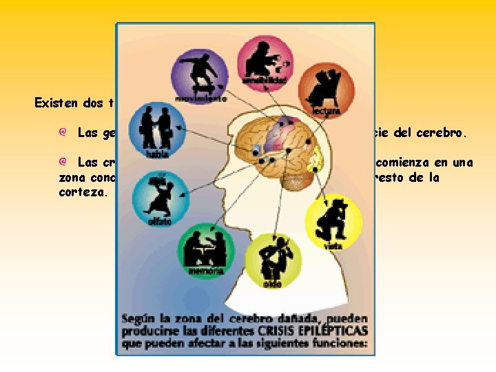 EPILEPSIA Existen dos tipos fundamentales de crisis epilépticas: Las generalizadas, que afectan a toda