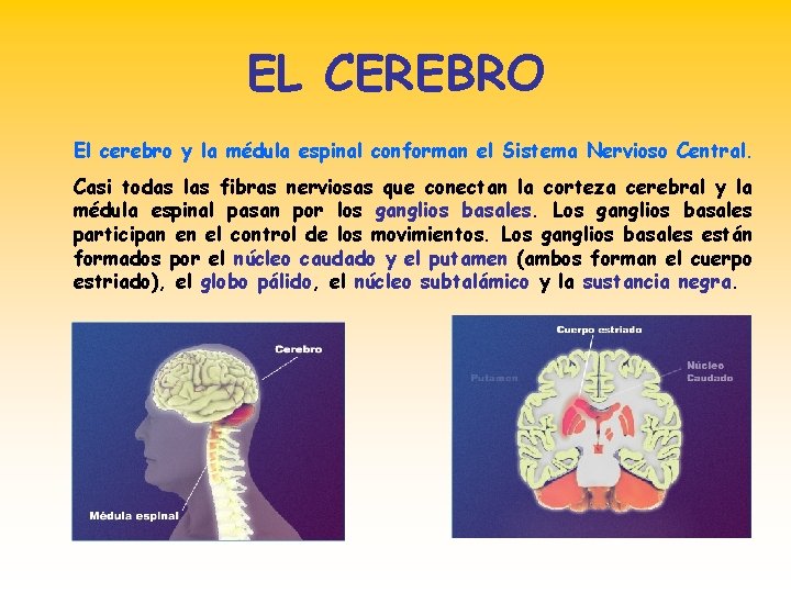 EL CEREBRO El cerebro y la médula espinal conforman el Sistema Nervioso Central. Casi