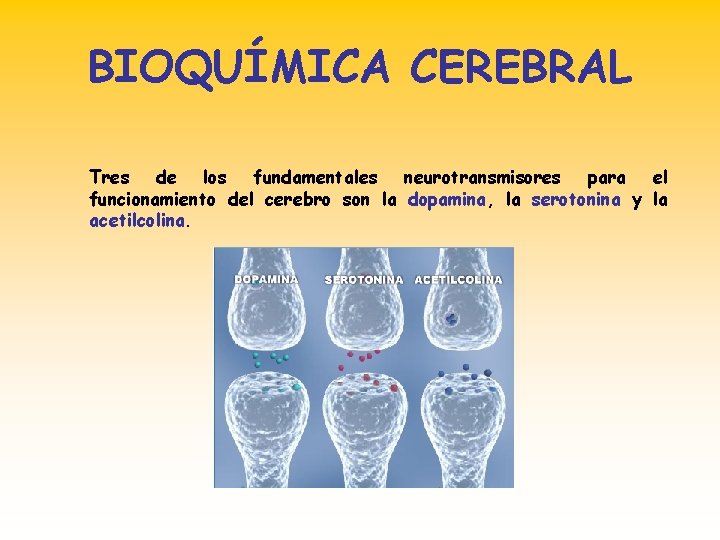 BIOQUÍMICA CEREBRAL Tres de los fundamentales neurotransmisores para el funcionamiento del cerebro son la