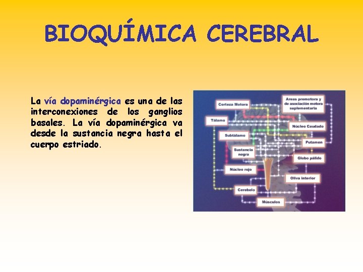 BIOQUÍMICA CEREBRAL La vía dopaminérgica es una de las interconexiones de los ganglios basales.