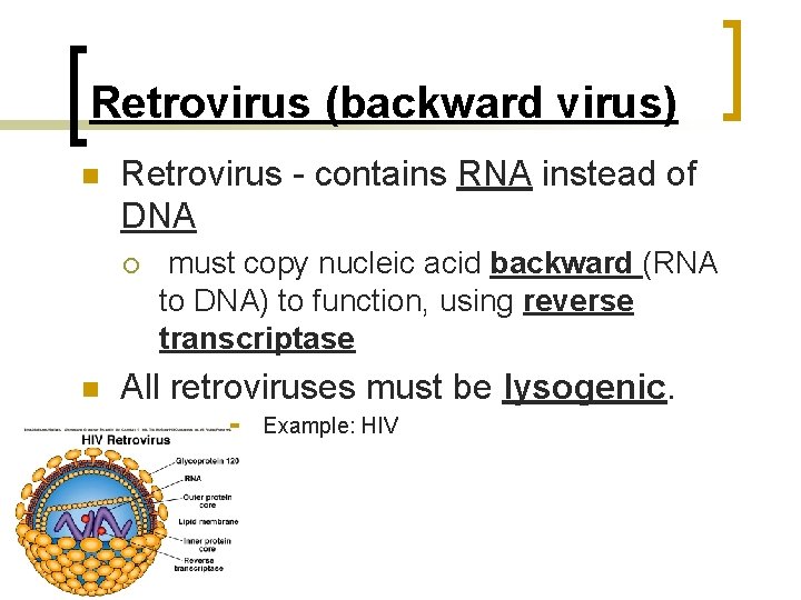 Retrovirus (backward virus) n Retrovirus - contains RNA instead of DNA ¡ n must