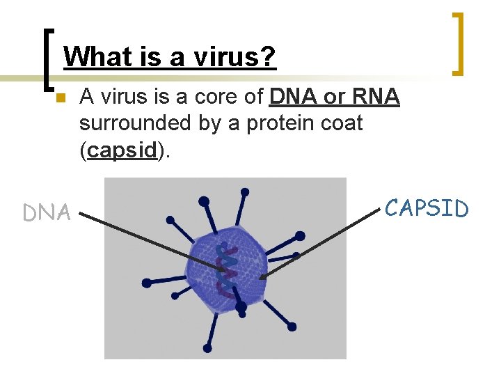 What is a virus? n DNA A virus is a core of DNA or