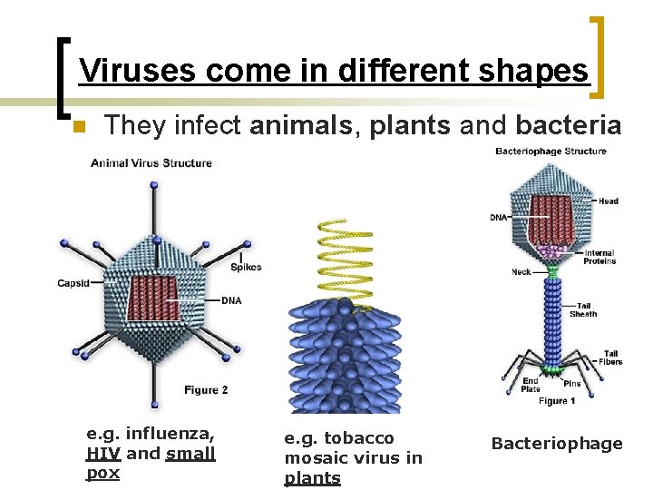 Viruses come in different shapes n They infect animals, plants and bacteria e. g.