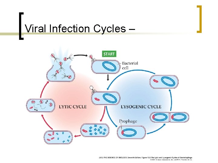 Viral Infection Cycles – 