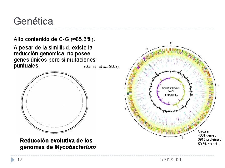 Genética Alto contenido de C-G (≈65. 5%). A pesar de la similitud, existe la