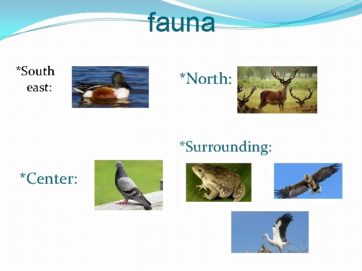 fauna *South east: *North: *Surrounding: *Center: 