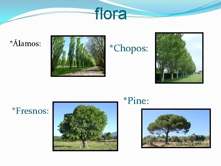 flora *Álamos: *Fresnos: *Chopos: *Pine: 