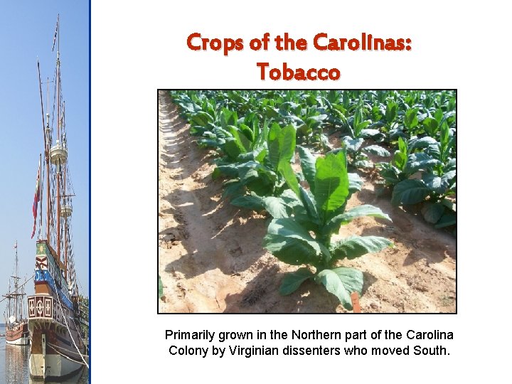 Crops of the Carolinas: Tobacco Primarily grown in the Northern part of the Carolina