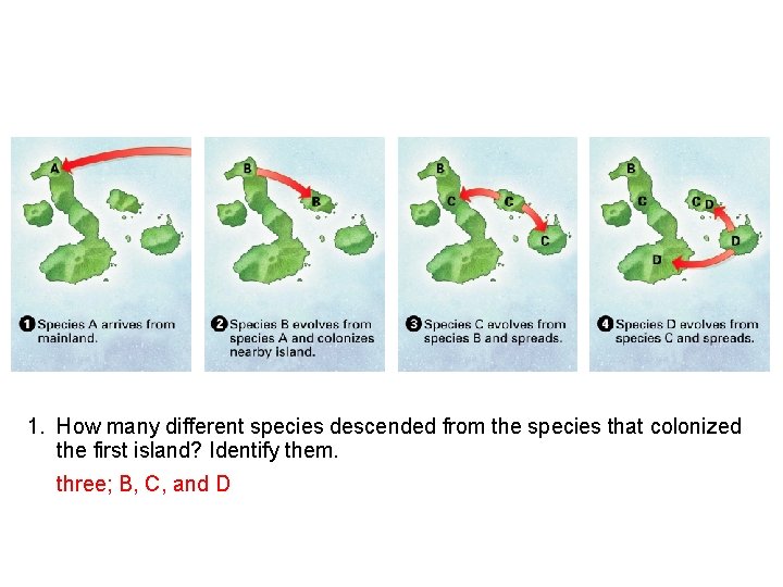 1. How many different species descended from the species that colonized the first island?