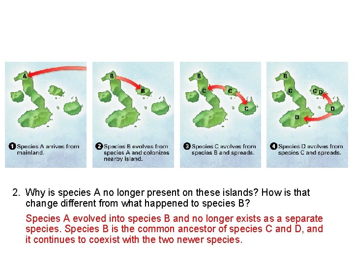 2. Why is species A no longer present on these islands? How is that