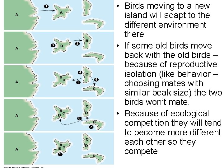  • Birds moving to a new island will adapt to the different environment