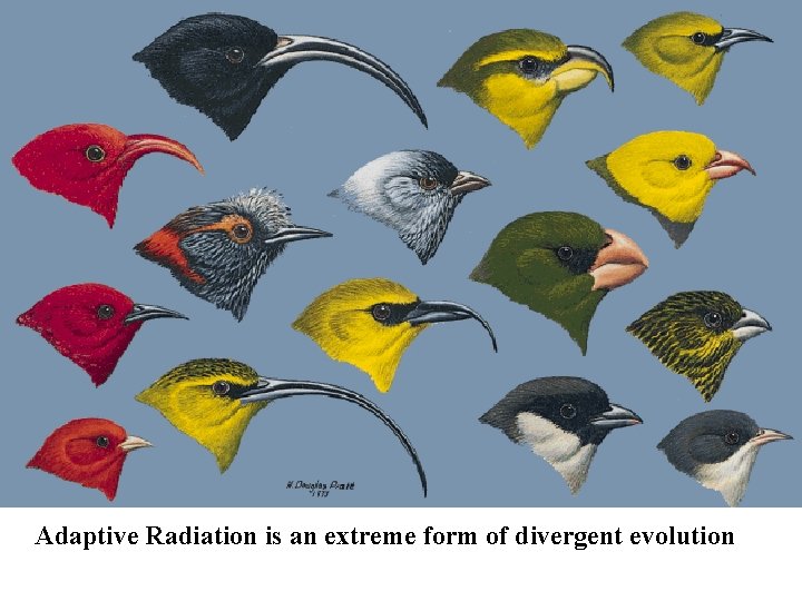 Adaptive Radiation is an extreme form of divergent evolution 