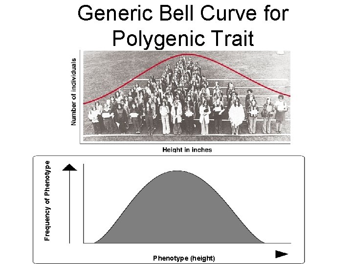 Frequency of Phenotype Section 16 -1 Generic Bell Curve for Polygenic Trait Phenotype (height)