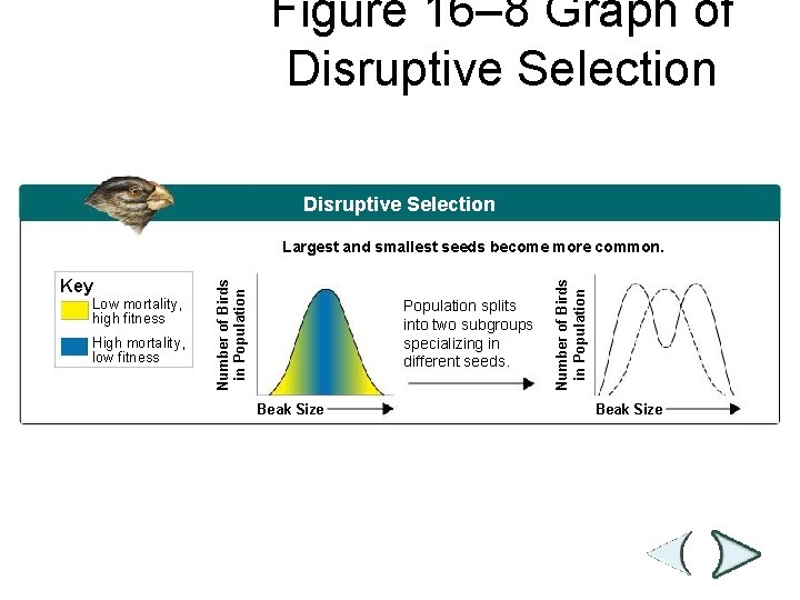 Figure 16– 8 Graph of Disruptive Selection Section 16 -2 Disruptive Selection Low mortality,