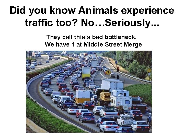 Did you know Animals experience traffic too? No…Seriously. . . They call this a