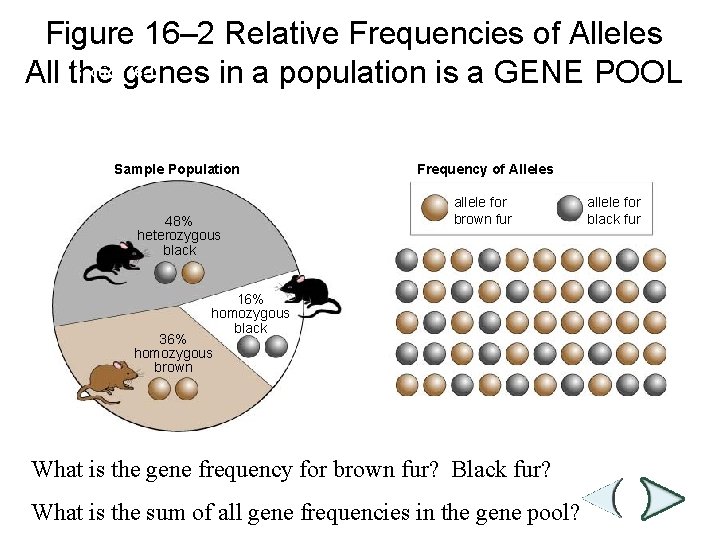 Figure 16– 2 Relative Frequencies of Alleles Sectiongenes 16 -1 All the in a