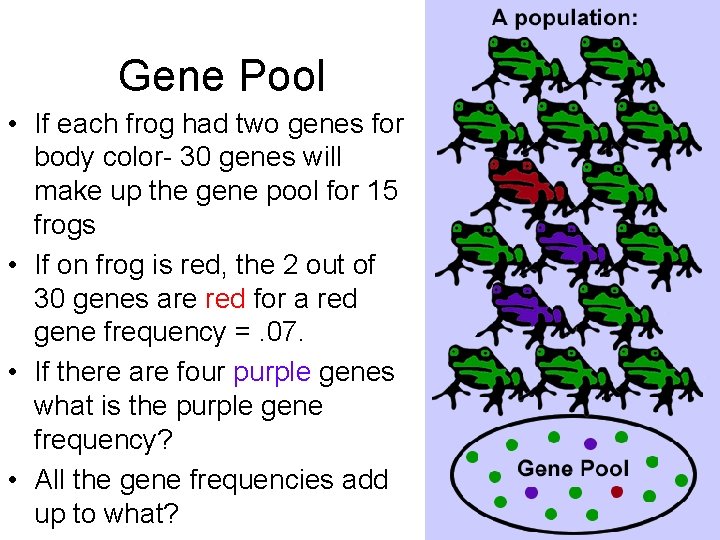 Gene Pool • If each frog had two genes for body color- 30 genes