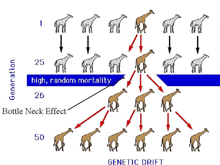 Bottle Neck Effect 