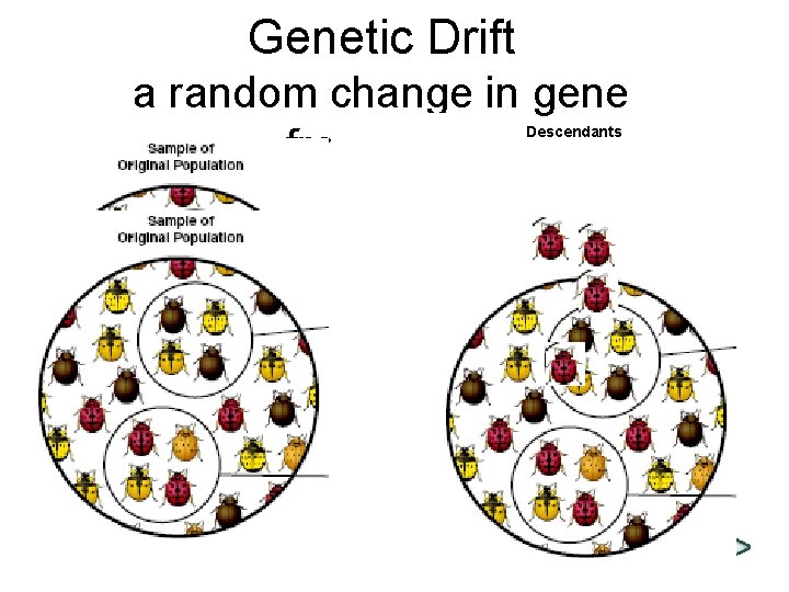 Genetic Drift a random change in gene frequency Section 16 -2 Descendants Sample of