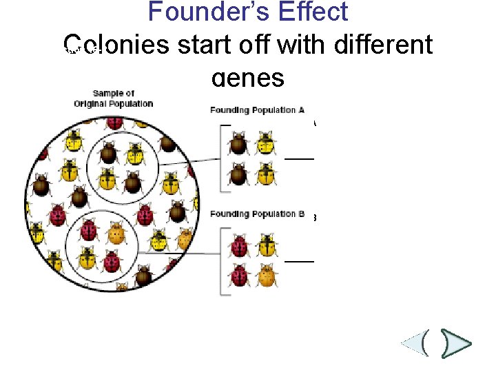 Founder’s Effect Colonies start off with different genes Section 16 -2 Sample of Original